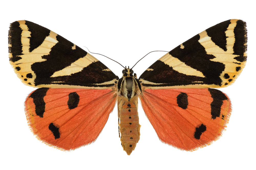 Familie der Bärenspinner,  Fundort Landsweiler-Reden, Flügelspannweite 54 Millimeter